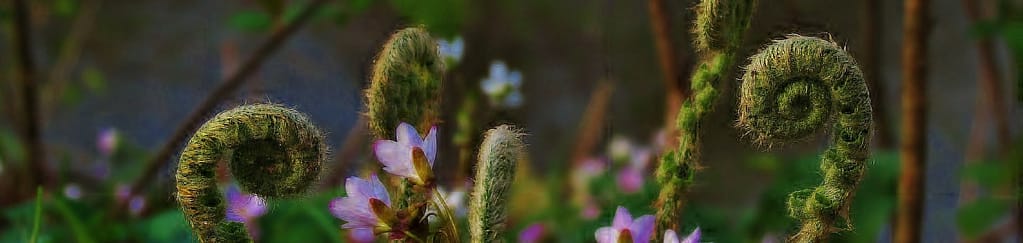 fiddlehead ferns